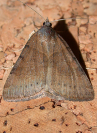 Forage Looper